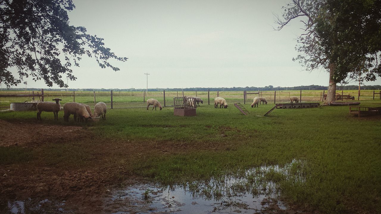 animal themes, domestic animals, field, grass, tree, livestock, mammal, landscape, grazing, medium group of animals, nature, wildlife, tranquility, rural scene, animals in the wild, cow, sky, tranquil scene, herbivorous