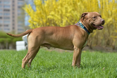 Side view of a dog on field