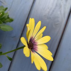 Close-up of yellow flower