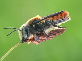 Close-up of butterfly on flower