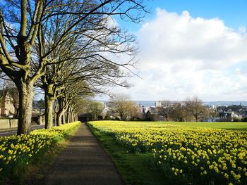 Yellow flowering plants on field against sky