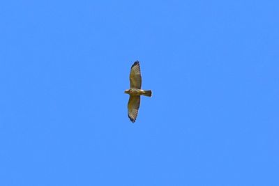Directly below shot of hawk flying against clear blue sky