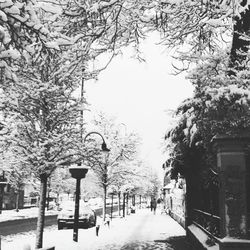 Walkway amidst trees during winter