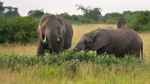 African elephant, loxodonta africana,  queen elizabeth national park, uganda