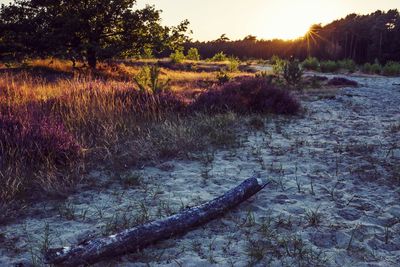 Scenic view of grassy field