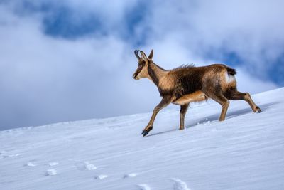 Deer standing on snow covered land