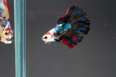 Close-up of fish swimming in water