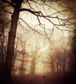 Trees in forest during sunset