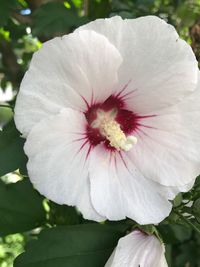 Close-up of white hibiscus blooming outdoors