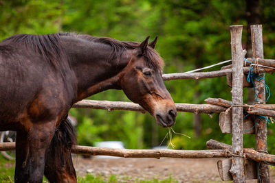 Horse standing in ranch