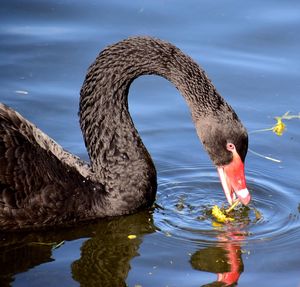 Swan floating on a lake