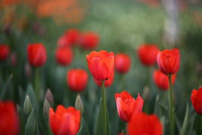 Close-up of red poppy blooming in field