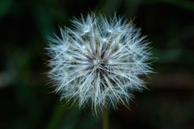 Close-up of dandelion flower