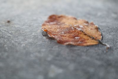 Close-up of crab on autumn leaf