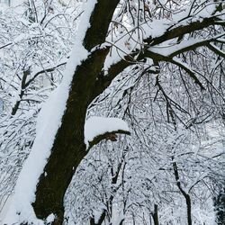 Low angle view of bare trees