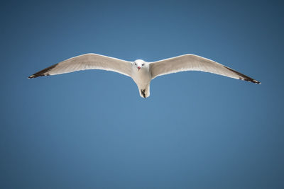 Low angle view of seagull flying