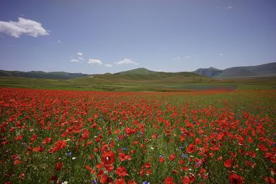 Scenic view of flowering plants on land against sky