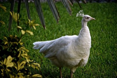 Side view of white peacock walking on grass