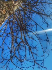 Low angle view of bare tree against blue sky