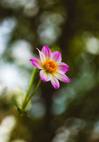 Close-up of pink flower