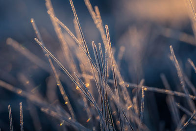 A beautiful closeup of a frozen sedge grass in wetlands. icy grass in the morning light in fall. 