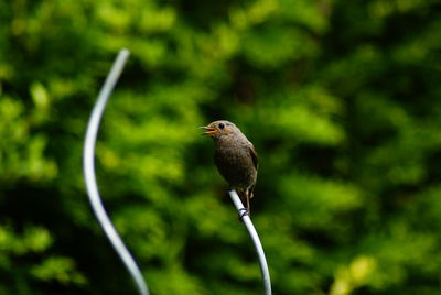 Close-up of bird perching on a tree