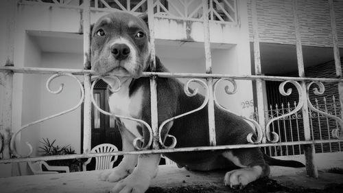 Portrait of dog in cage