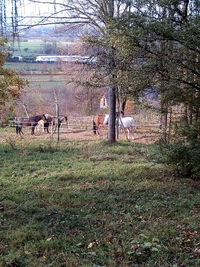 View of deer on field