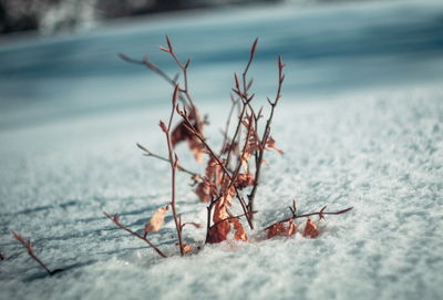 Close-up of frozen plant on land