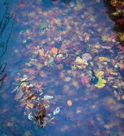 Reflection of trees in water