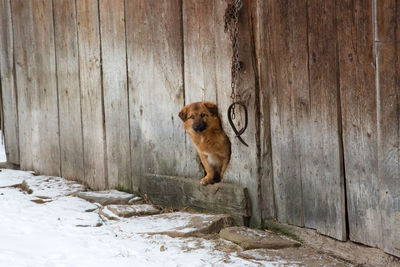 Portrait of dog