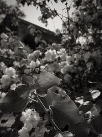 Close-up of flower blooming on tree