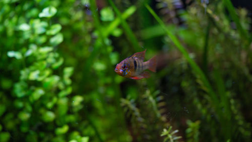 Close-up of fish on leaf