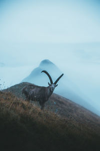 Animal walking on field against sky