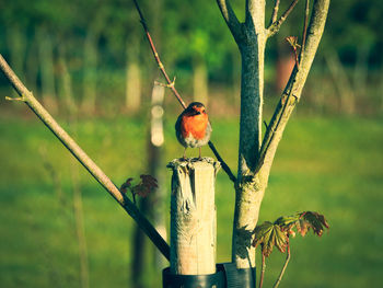 Close-up of bird perching on branch