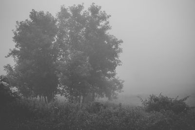 Tree on field against sky during foggy weather