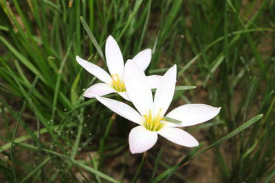 Close-up of white crocus flower on field