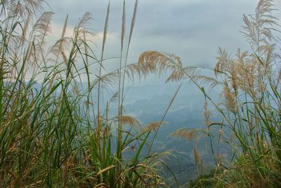 Plants growing on land against sky