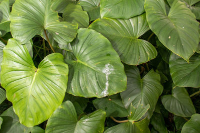 Full frame shot of green leaves