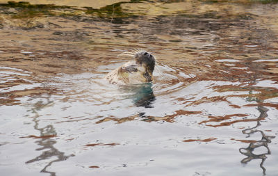 Duck swimming in lake