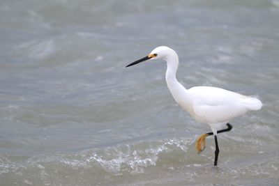 White heron in sea