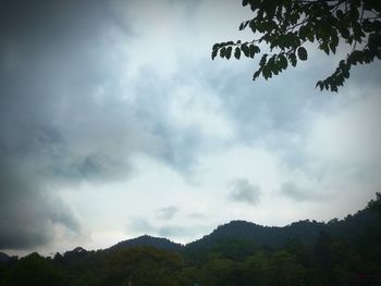 Low angle view of trees against sky