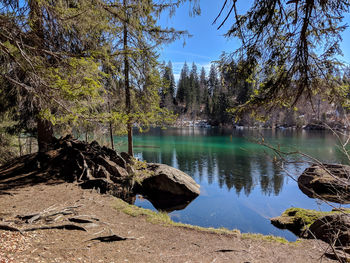 Scenic view of lake cresta against trees in forest