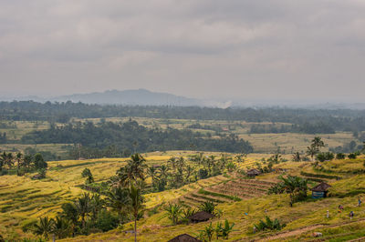 Scenic view of agricultural rice field against sky