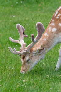 Deer in a field