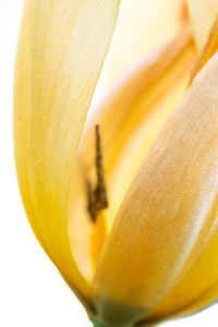 Close-up of yellow rose flower