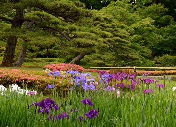 Purple flowers in field