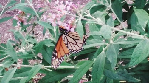 High angle view of butterfly on plant