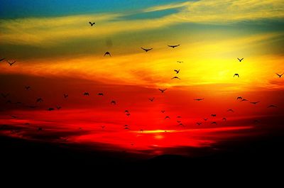 Scenic view of silhouette birds flying against sky during sunset