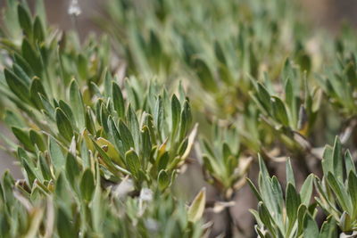 Close-up of crops growing on field